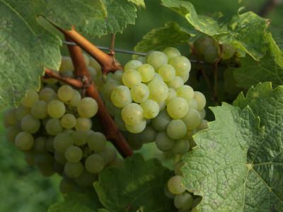grapes